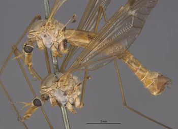 Media type: image;   Entomology 10364 Aspect: habitus lateral view